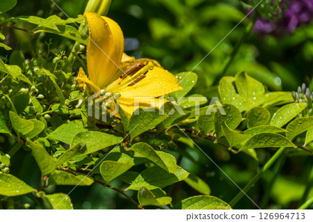 Yellow lilies covered with morning dew Yellow lilies covered with morning dew 126964713