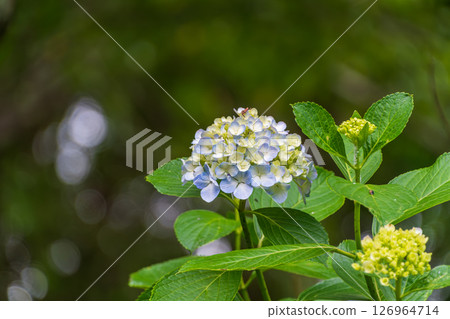 藍色繡球花在樹蔭下綻放 藍色繡球花在樹蔭下綻放 126964714