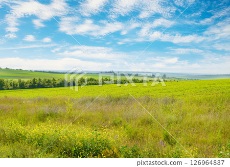 Beautiful summer field with bright flowers and blue sky with fluffy clouds. Beautiful summer field with bright flowers and blue sky with fluffy clouds. 126964887
