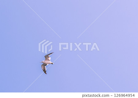 [Oarai Port: Seagulls gliding] 126964954