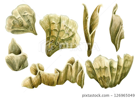 Wave-shaped plate corals, inhabitants of coral reefs. Watercolor set of plate fire corals of different shapes isolated on white background for marine design, snorkeling, diving, book, art, textile 126965049