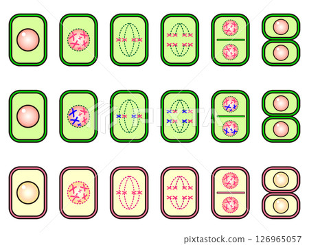 植物和動物細胞分裂的插圖 126965057