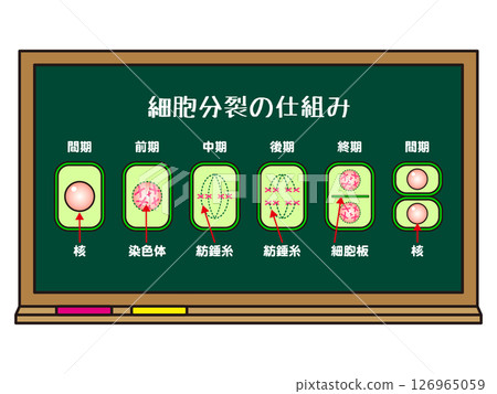 Illustration of a blackboard and the mechanism of cell division 126965059
