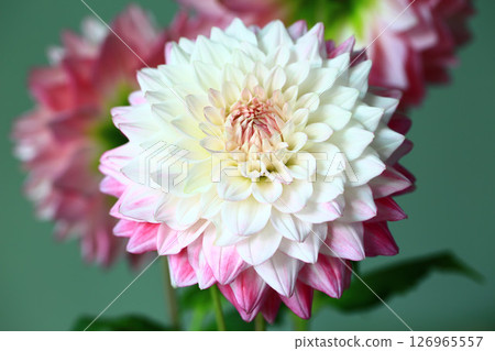 解脫萬里香 大花 大菊 天竺牡丹 萬里菊 菊花 西洋牡丹 西洋牡丹 大梨花 126965557