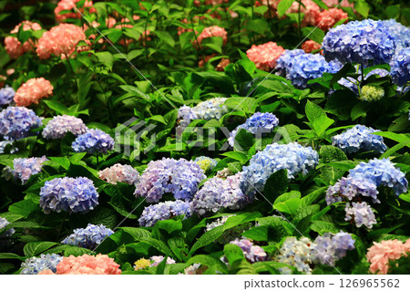 美麗的花(繡球花、粉花、八仙花、滿族花、八仙花、大八仙花、天滿浦花) 美麗的花(繡球花、粉花、八仙花、滿族花、八仙花、大八仙花、天滿浦花) 126965562