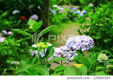 Beautiful spherical flowers (hydrangea, powdered flower, eight immortal flowers, magenta, eight immortal flowers, eight immortal flowers, tenma urana) flower garden scenery Beautiful spherical flowers (hydrangea, powdered flower, eight immortal flowers, magenta, eight immortal flowers, eight immortal flowers, tenma urana) flower garden scenery 126965564