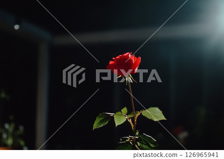 Beautiful Red Rose Illuminated by Soft Light in a Serene Indoor Setting 126965941