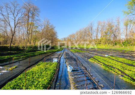 [長野縣] 安曇野大王芥末農場 126966692