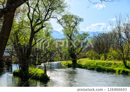 [Nagano Prefecture] Azumino Daio Wasabi Farm 126966693