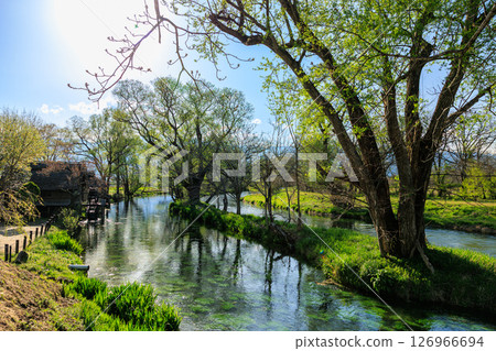 [Nagano Prefecture] Azumino Daio Wasabi Farm 126966694