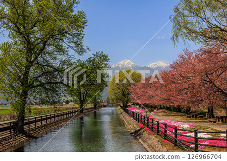 [Nagano Prefecture] Moss Phlox at Bicycle Plaza in Azumino 126966704