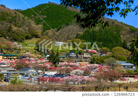 [Nagano Prefecture] Hirugami Onsen: Peach blossoms in full bloom 126966723