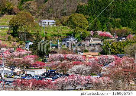 [Nagano Prefecture] Hirugami Onsen: Peach blossoms in full bloom 126966724