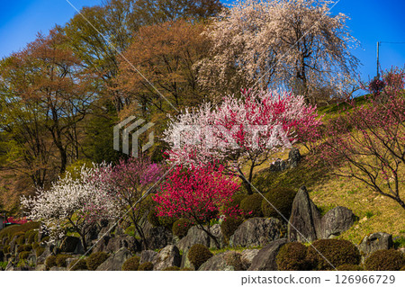 [Nagano Prefecture] Hirugami Onsen: Peach blossoms in full bloom 126966729