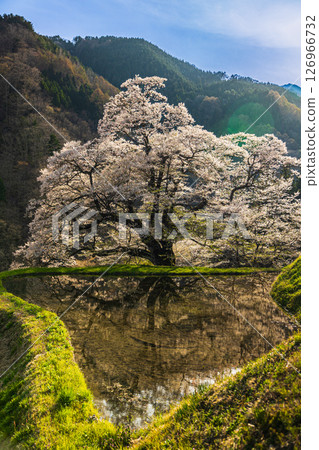 [Nagano Prefecture] Komatsunagi cherry blossoms in full bloom [vertical photo] 126966732