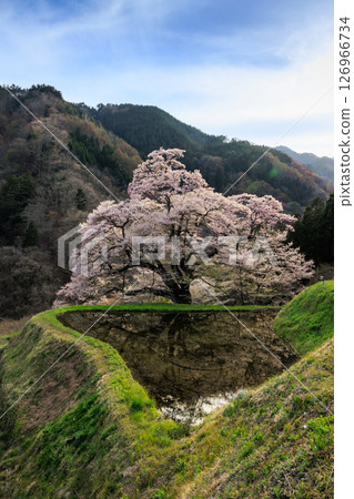 [長野縣] 小松樹櫻花盛開[豎拍] 126966734