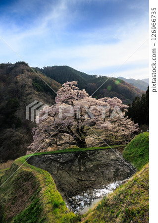[Nagano Prefecture] Komatsunagi cherry blossoms in full bloom [vertical photo] 126966735