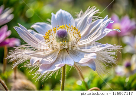 dahlia in the garden 126967117