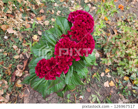 Red wavy celosia flower cockscomb on a flower bed 126967517