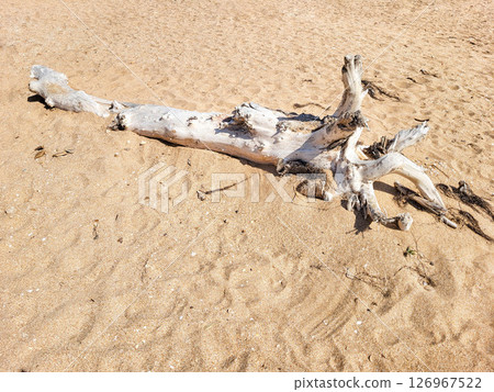A beautiful white weathered driftwood lies on the sand on the sea beach 126967522