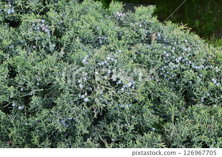 A dense cluster of evergreen shrubs with needle-like leaves. Nature's Tapestry: Blue Berries Amidst Greenery 126967705