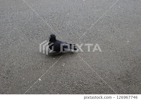 A pigeon is standing on a textured gray pavement. A pigeon is standing on a textured gray pavement. 126967746
