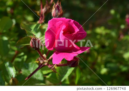 A bright pink rose in bloom, surrounded by green leaves. Illuminated Rose Amongst Green Leaves A bright pink rose in bloom, surrounded by green leaves. Illuminated Rose Amongst Green Leaves 126967748