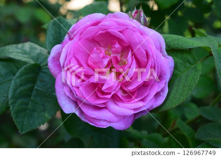 A deep pink rose in full bloom. Arranged Beauty A deep pink rose in full bloom. Arranged Beauty 126967749