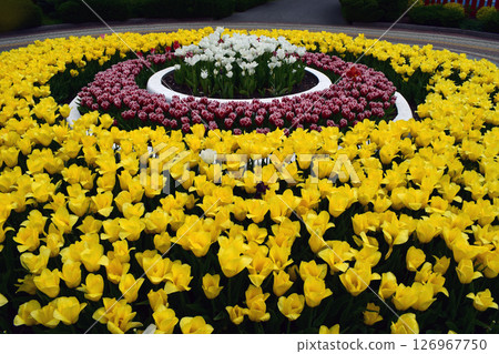 An arrangement of tulips in concentric circles. Symmetrical Floral Pattern An arrangement of tulips in concentric circles. Symmetrical Floral Pattern 126967750
