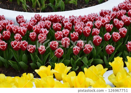 An arrangement of tulips in concentric circles. Symmetrical Floral Pattern An arrangement of tulips in concentric circles. Symmetrical Floral Pattern 126967751