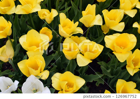 A field densely populated with yellow tulips, all blooming in harmony. Vibrant Yellow Bloom A field densely populated with yellow tulips, all blooming in harmony. Vibrant Yellow Bloom 126967752
