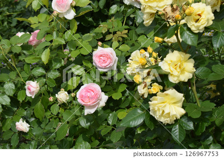 A lush garden scene featuring blooming roses. Lush Garden with Pink and Yellow Roses A lush garden scene featuring blooming roses. Lush Garden with Pink and Yellow Roses 126967753