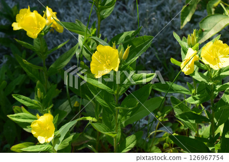 Close up of a yellow Meadow Buttercup flower. Also known as a Common, Giant, and Tall Buttercup. Close up of a yellow Meadow Buttercup flower. Also known as a Common, Giant, and Tall Buttercup. 126967754