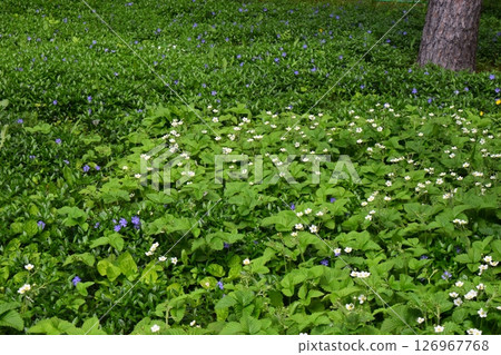 A dense vegetation cover covering the ground. Scattered Floral Splendor in Dense Undergrowth 126967768