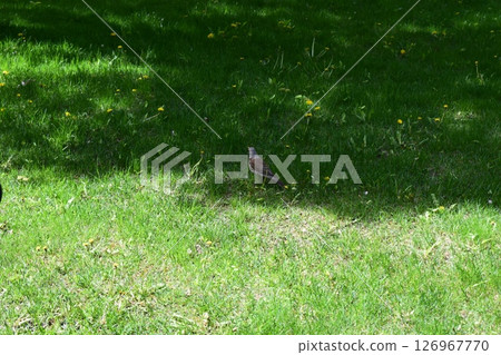 Fieldfare: A Beautiful Moment on Green Grass Fieldfare: A Beautiful Moment on Green Grass 126967770