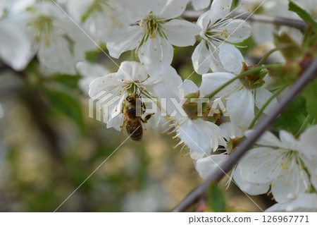 Close-Up of Bee Pollinating White Flowers Close-Up of Bee Pollinating White Flowers 126967771