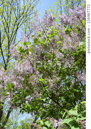 A flowering tree, lilacs, with numerous small lilac or lavender flowers. Lilac Tree in Spring Bloom A flowering tree, lilacs, with numerous small lilac or lavender flowers. Lilac Tree in Spring Bloom 126967772