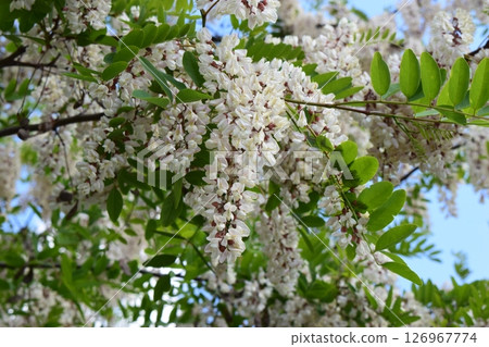 Fragrant Beauty: A Blooming Branch of White Acacia 126967774