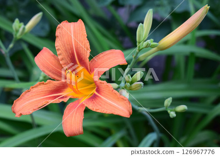 Blooming Orange Daylily with Yellow Center in Garden 126967776