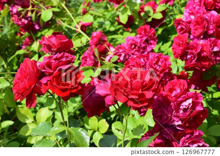 A cluster of vibrant red roses in full bloom, surrounded by lush green leaves. Outdoor Cluster of Vibrant Blooms 126967777
