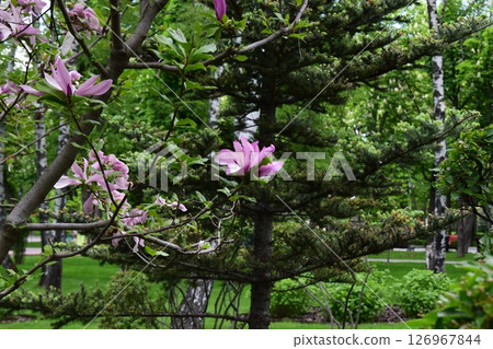 A natural setting with a magnolia tree in the foreground. Magnolia Bloom in Forest Sanctuary A natural setting with a magnolia tree in the foreground. Magnolia Bloom in Forest Sanctuary 126967844