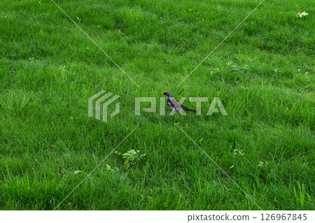 A lone bird (robin thrush) sits on a large field of green grass. A lone bird (robin thrush) sits on a large field of green grass. 126967845