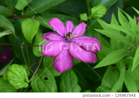 Vibrant Purple Clematis with Yellow Center Vibrant Purple Clematis with Yellow Center 126967848