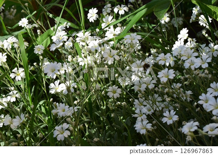 A cluster of small white flowers with five petals each, (cerastium biebersteinii). A cluster of small white flowers with five petals each, (cerastium biebersteinii). 126967863