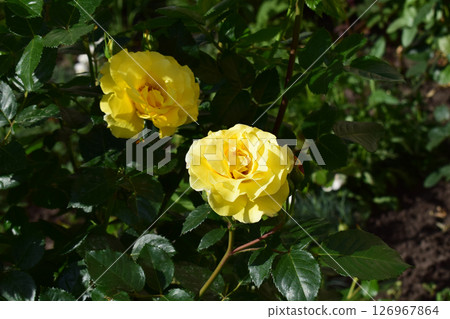 A yellow flowers of a rose plant. Bright Green Foliage Surrounding Golden Blossoms A yellow flowers of a rose plant. Bright Green Foliage Surrounding Golden Blossoms 126967864