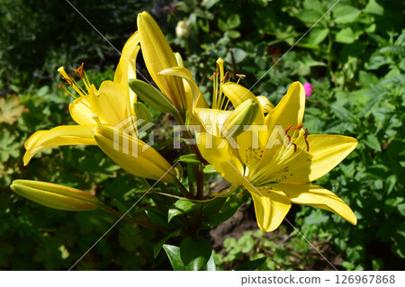 Vibrant Yellow Lilies in Lush Green Garden 126967868