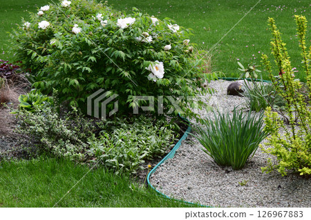 A well-maintained garden featuring lush green grass, a variety of plants, and shrubs. White Flower Bush Haven A well-maintained garden featuring lush green grass, a variety of plants, and shrubs. White Flower Bush Haven 126967883