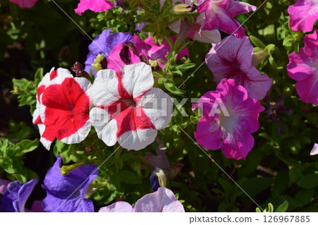 Bright and Beautiful Petunias in Landscaped Area Bright and Beautiful Petunias in Landscaped Area 126967885
