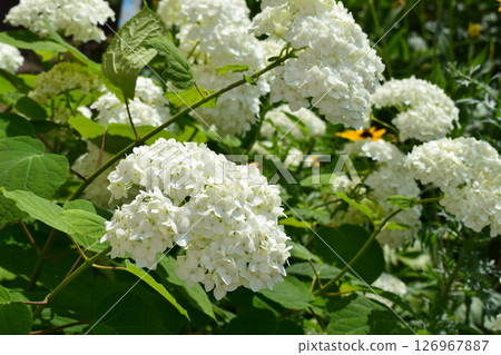 A bouquet of hydrangea flowers, white in color, mostly intact, with some having slightly brown edges. A bouquet of hydrangea flowers, white in color, mostly intact, with some having slightly brown edges. 126967887