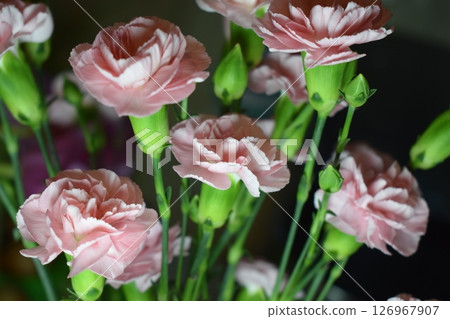 Delicate Pink Carnations in Sharp Focus 126967907